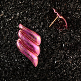 Raspberry Pink Libre Wing Titanium Earrings